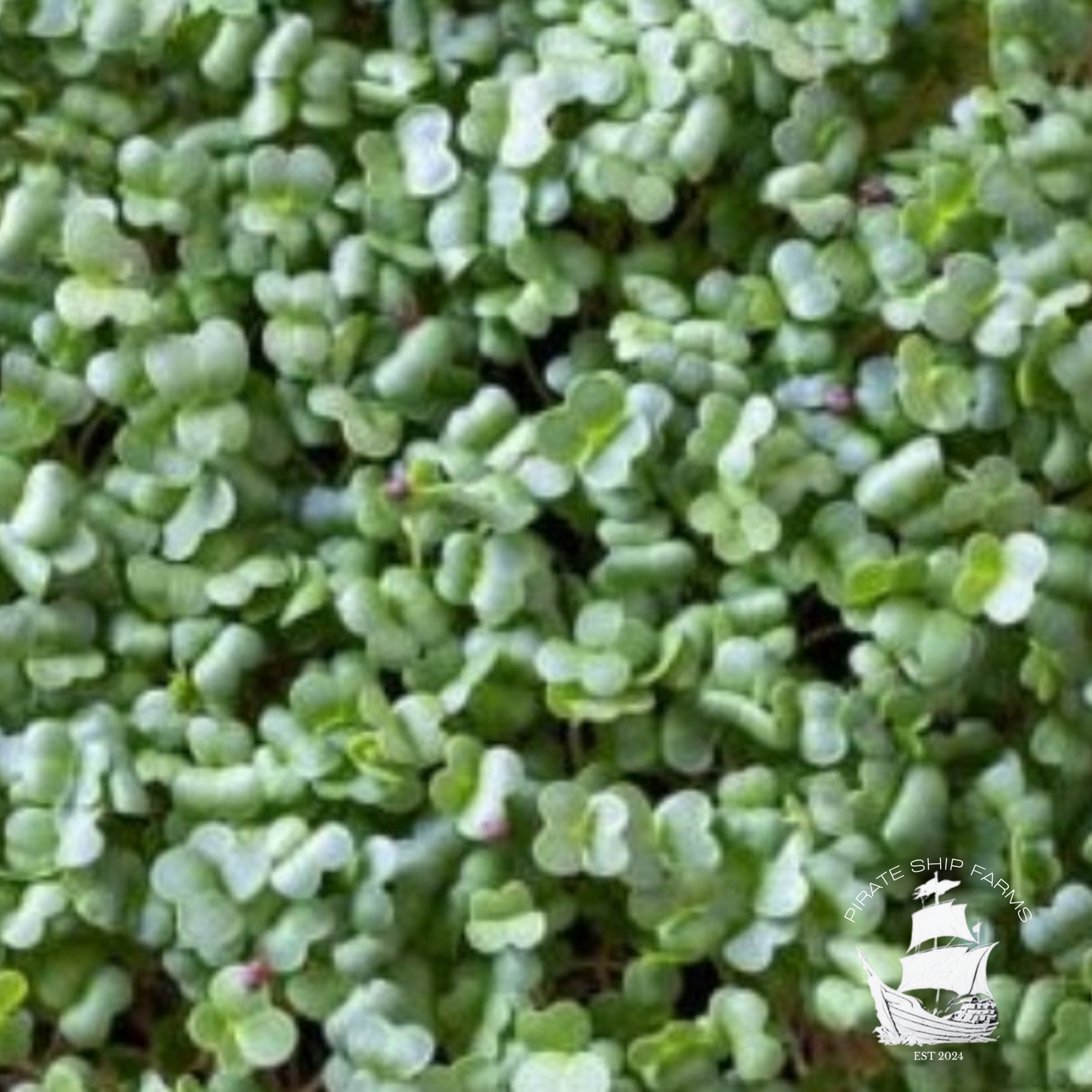 The Anchor Smoothie - Pirate Ship Farms