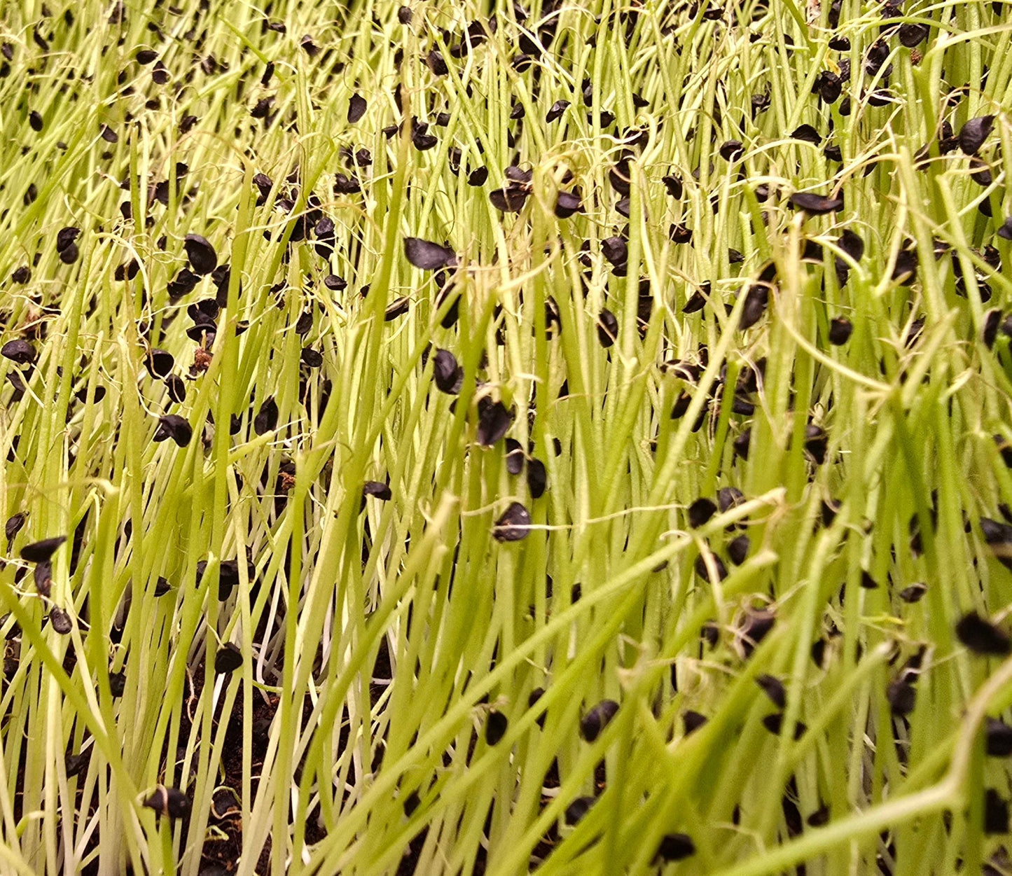 Scallion - Pirate Ship Farms