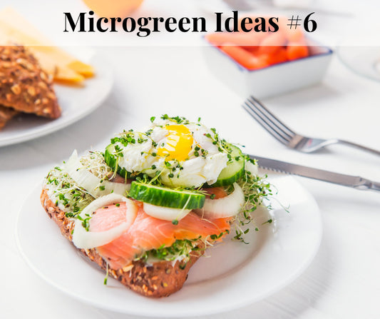 Microgreen & Lemon Herb Salmon - Pirate Ship Farms