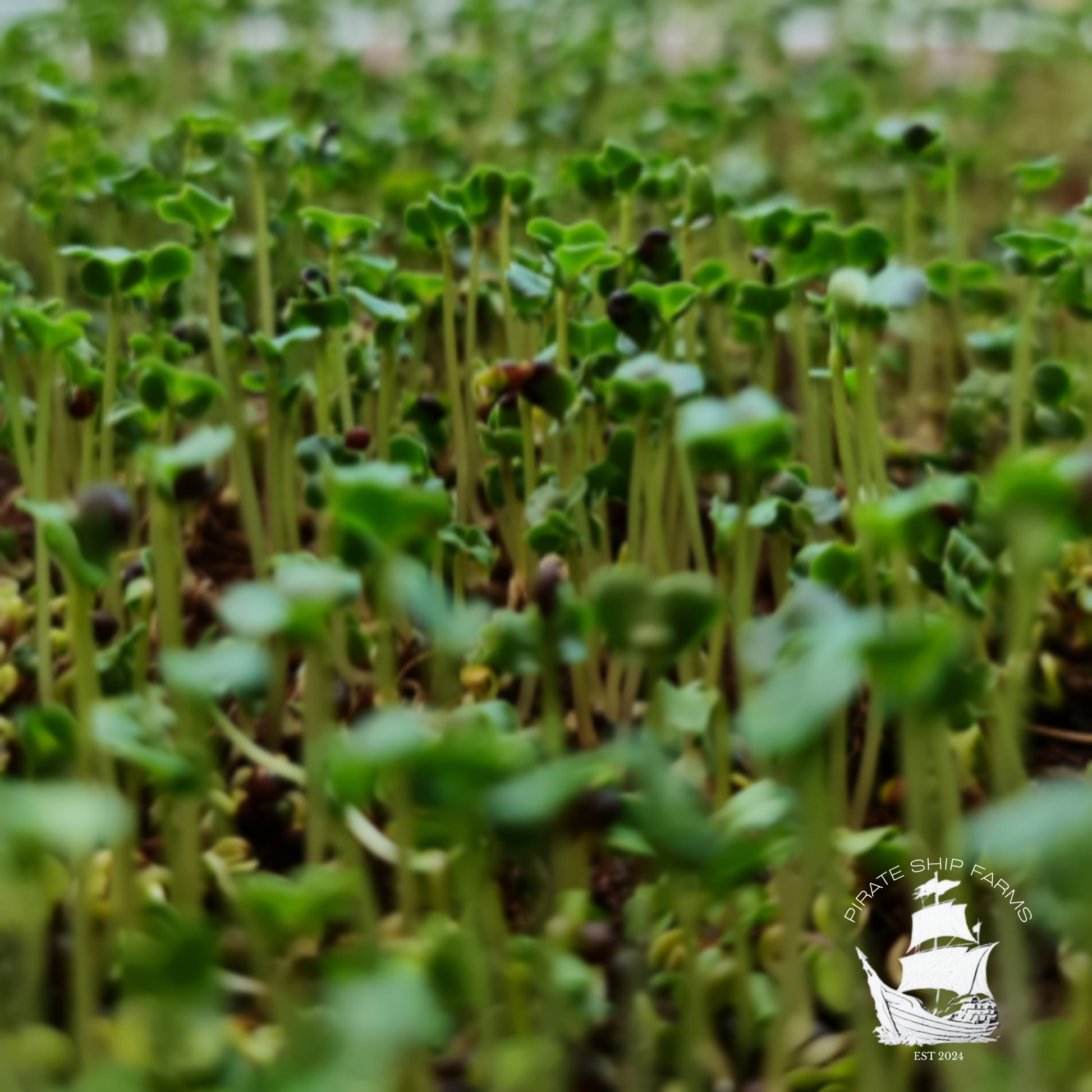 Broccoli - Pirate Ship Farms