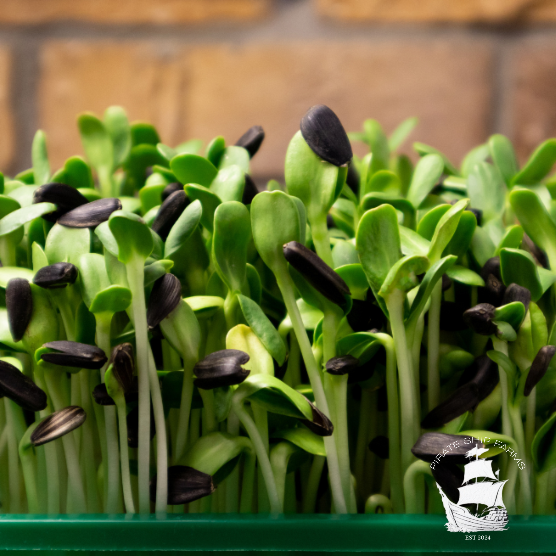 Sunflower - Pirate Ship Farms