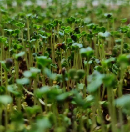 Microgreen Bundler - Pirate Ship Farms